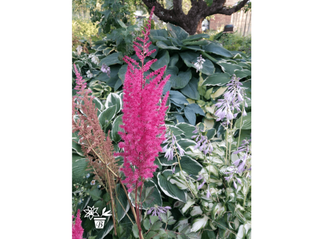 Astilbe   'Chocolate Cherry'